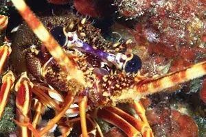 double-fun-dive-at-subfari-portinatx-ibiza