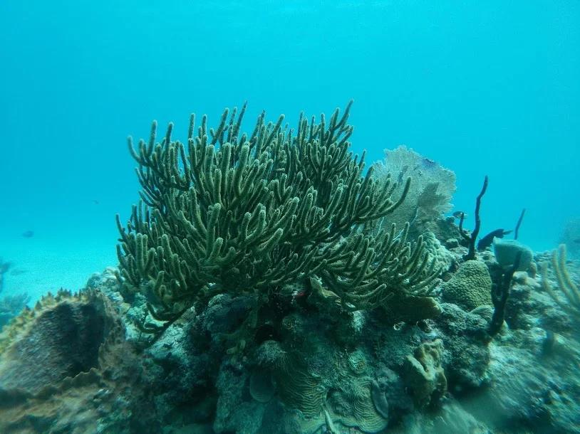 grand-bay-of-the-sea-diving-park-reef