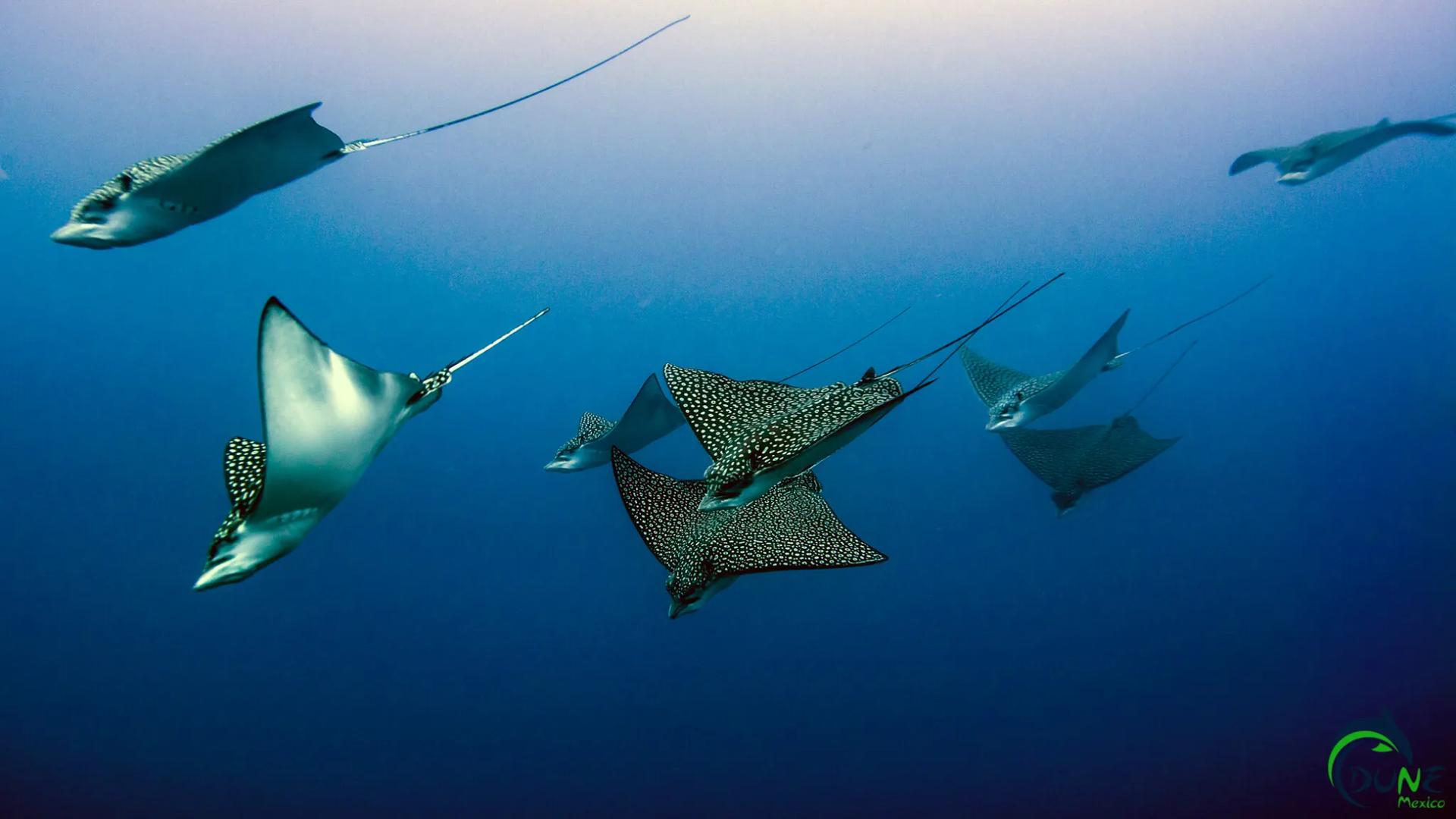Wreck Diving in Puerto Morelos and Eagles Rays | Scuba Finders
