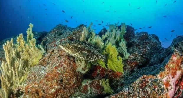 fun-dive-with-equipment-at-la-graciosa-divers