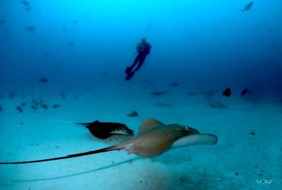 hulhumale-single-dive