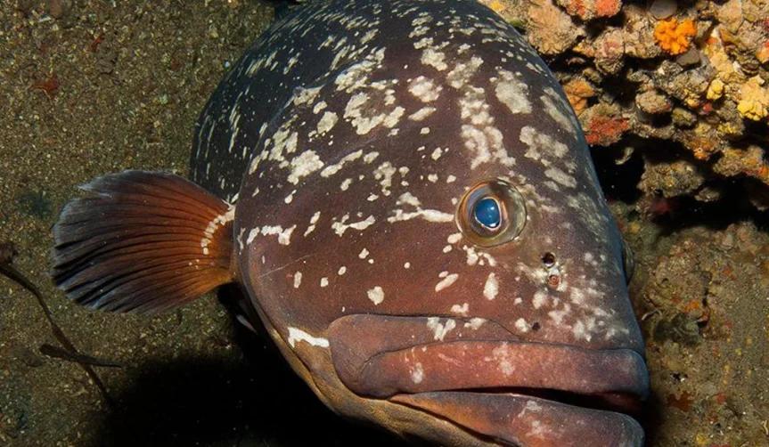 fun-dive-with-equipment-in-balkysub-cabo-de-palos