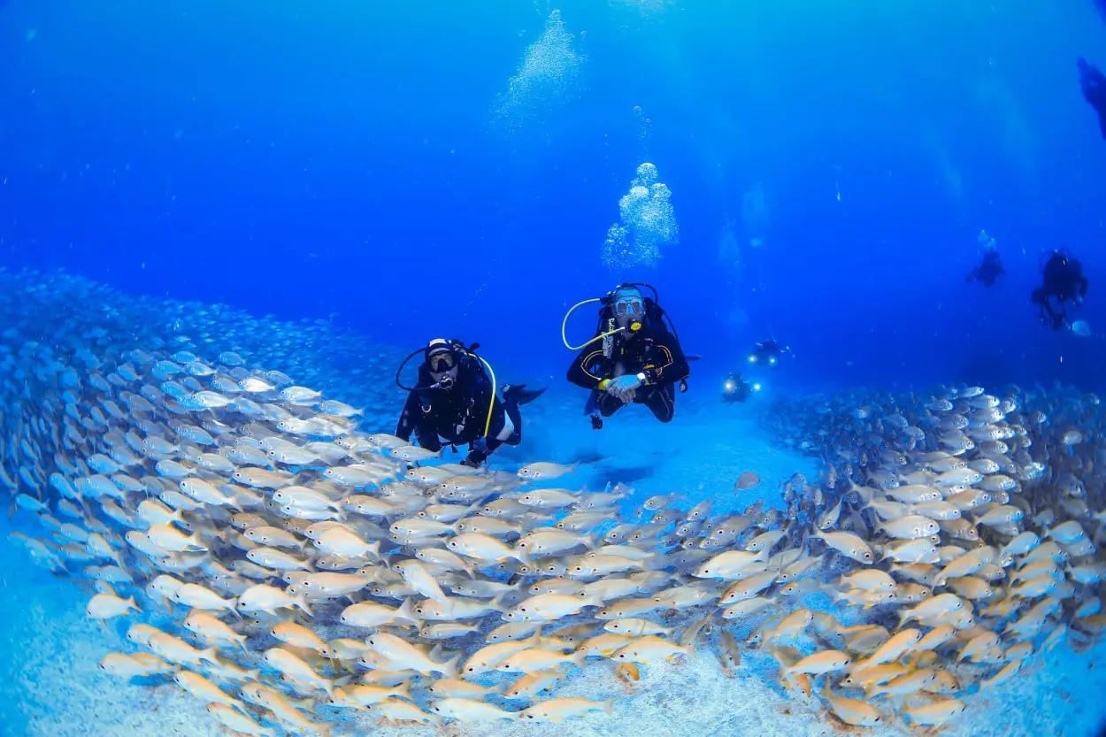 fun-dive-+with-equipment-at-deep-fin-tenerife-las-galletas