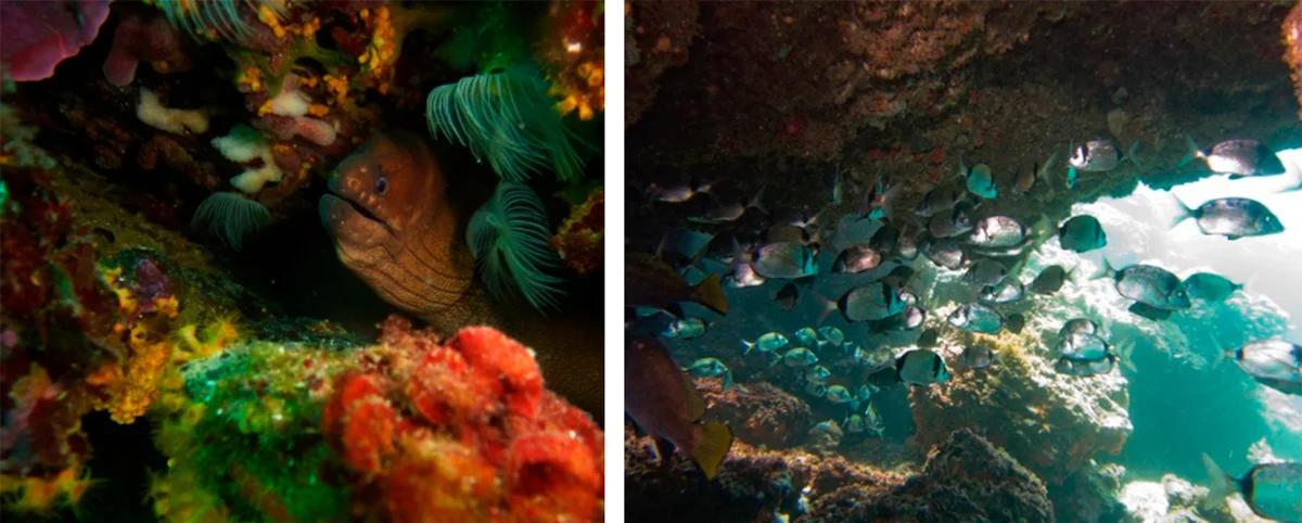 bono-3-inmersiones-dobles-en-scuba-elx