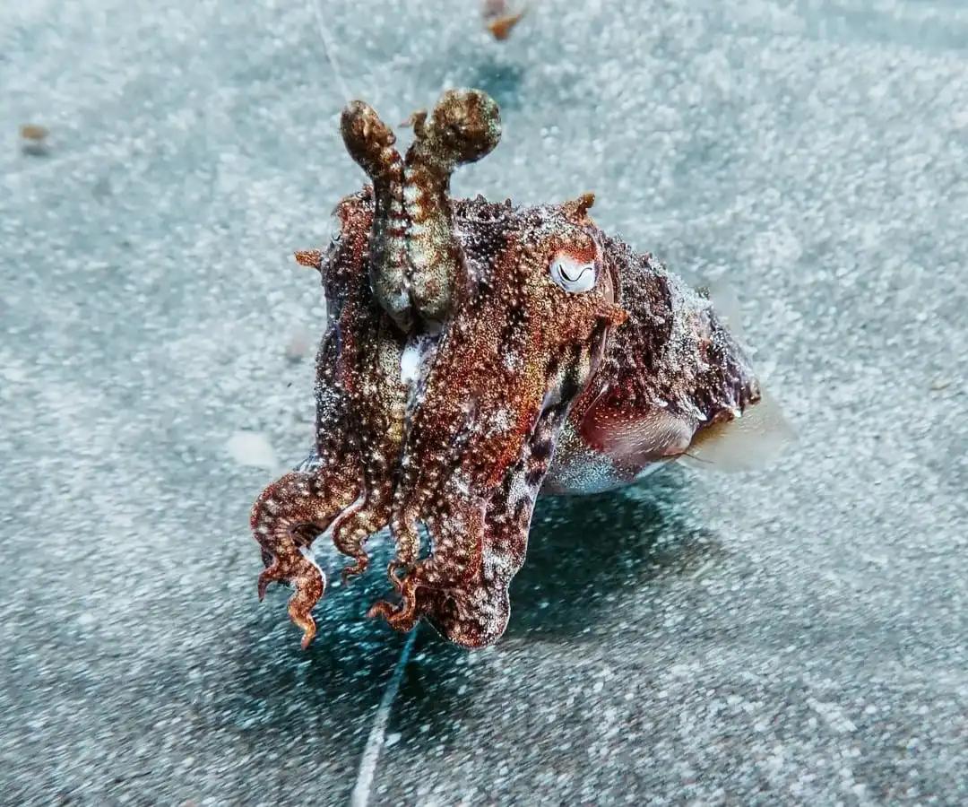 fun-dive-from-beach-medano-dive