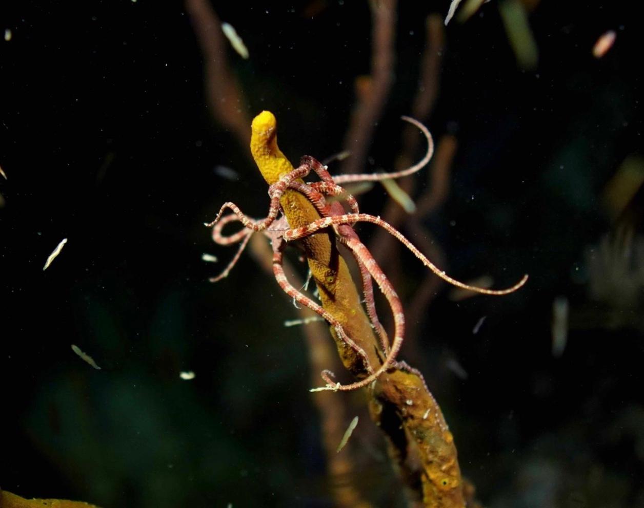 casa-chihuahua-slow-dive-bayahibe-night-dive