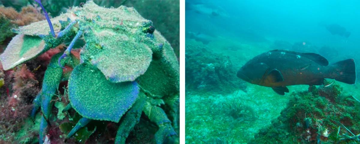 fun-dive-at-scuba-elx-elche