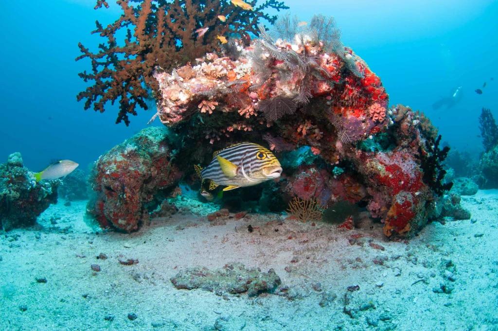 furaveri-open-water-diver