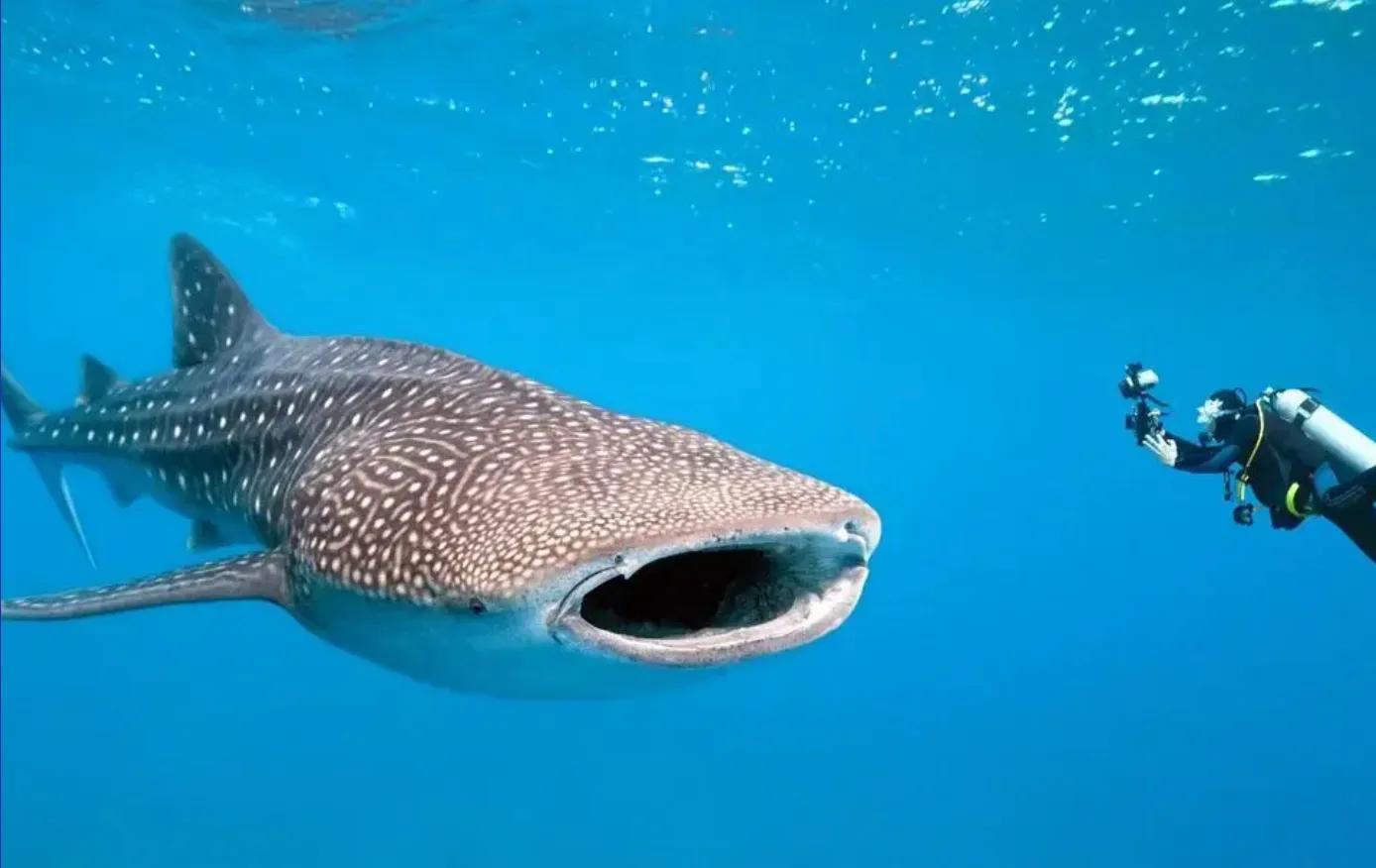Excursión-para-descubrir-tiburón-ballena-scuba-finders-dune-cozumel