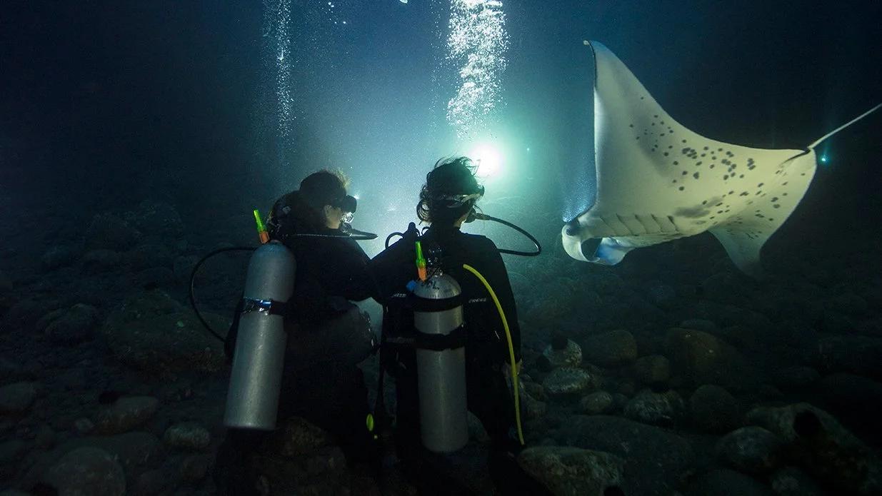 night-dive-specialty-calamar-gigante-almeria