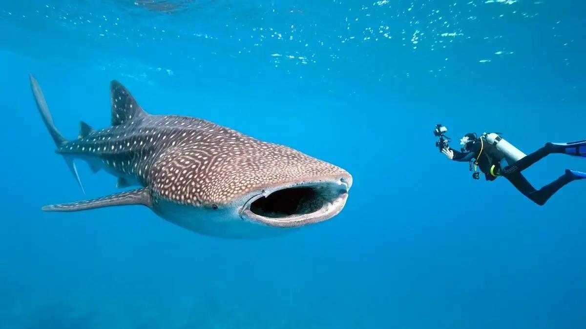 snorkeling-with-whale-shark