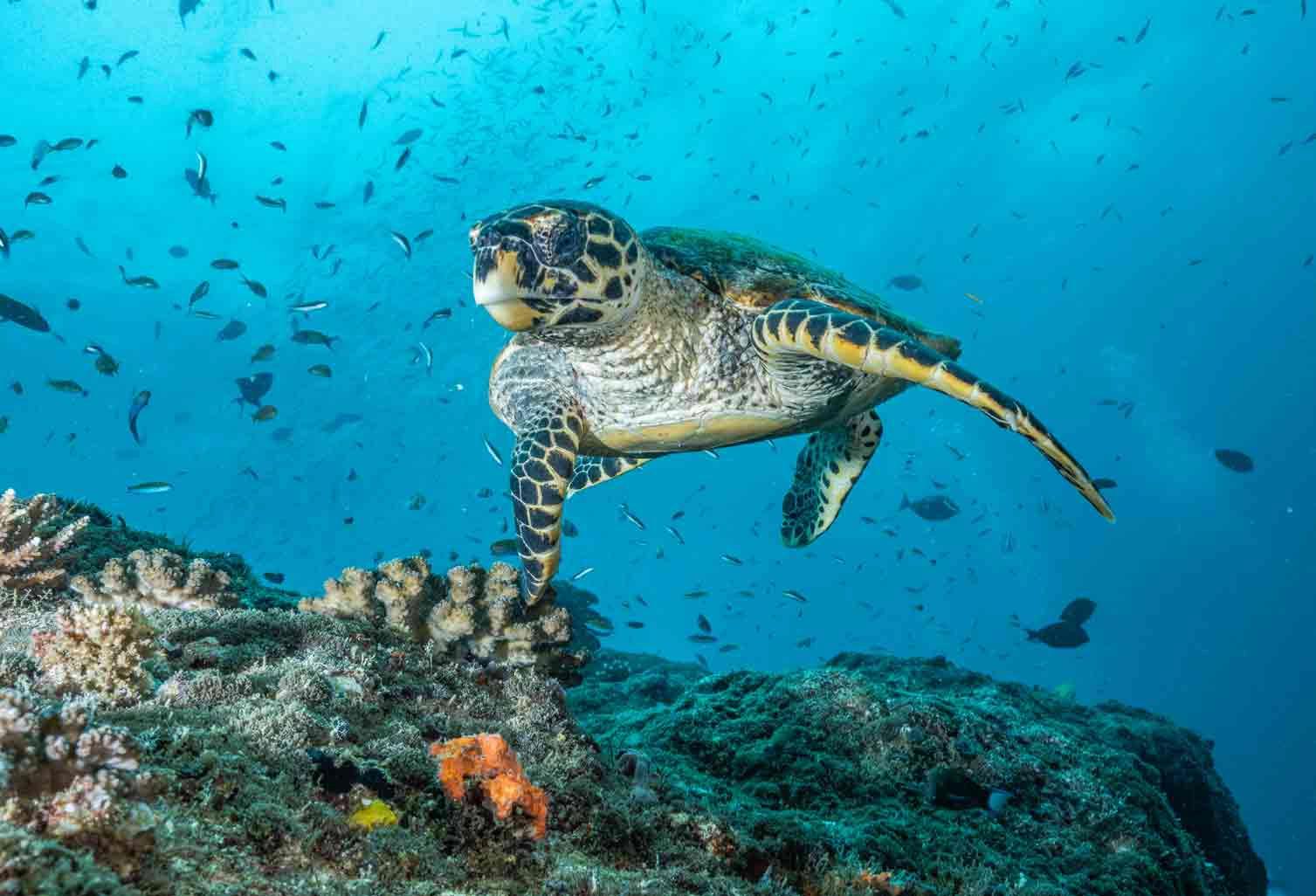dive-in-cape-verde-haliotis-double-equipment-included