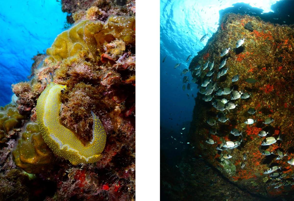 double-fun-dive-at-scuba-elx-elche