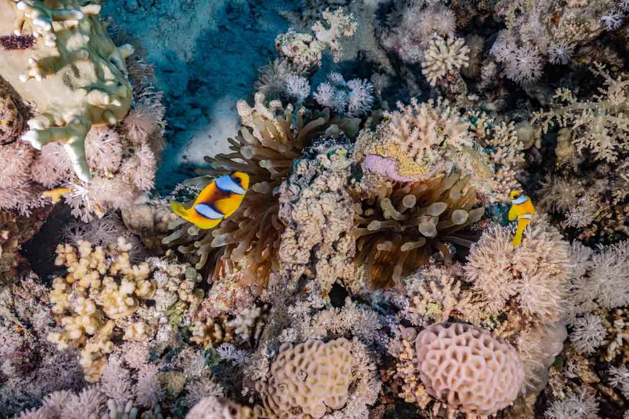 single-dive-blue-ocean-marsa-alam-house-reef
