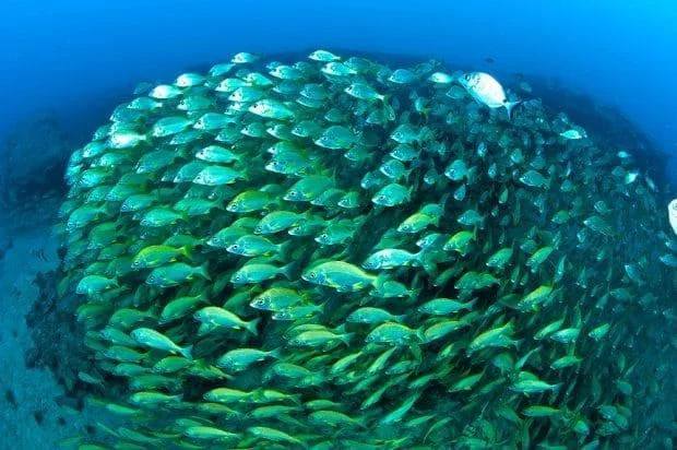 fun-dive-at-la-graciosa-divers