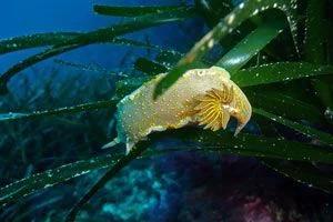 double-fun-dive-with-equipment-at-subfari-portinatx-ibiza