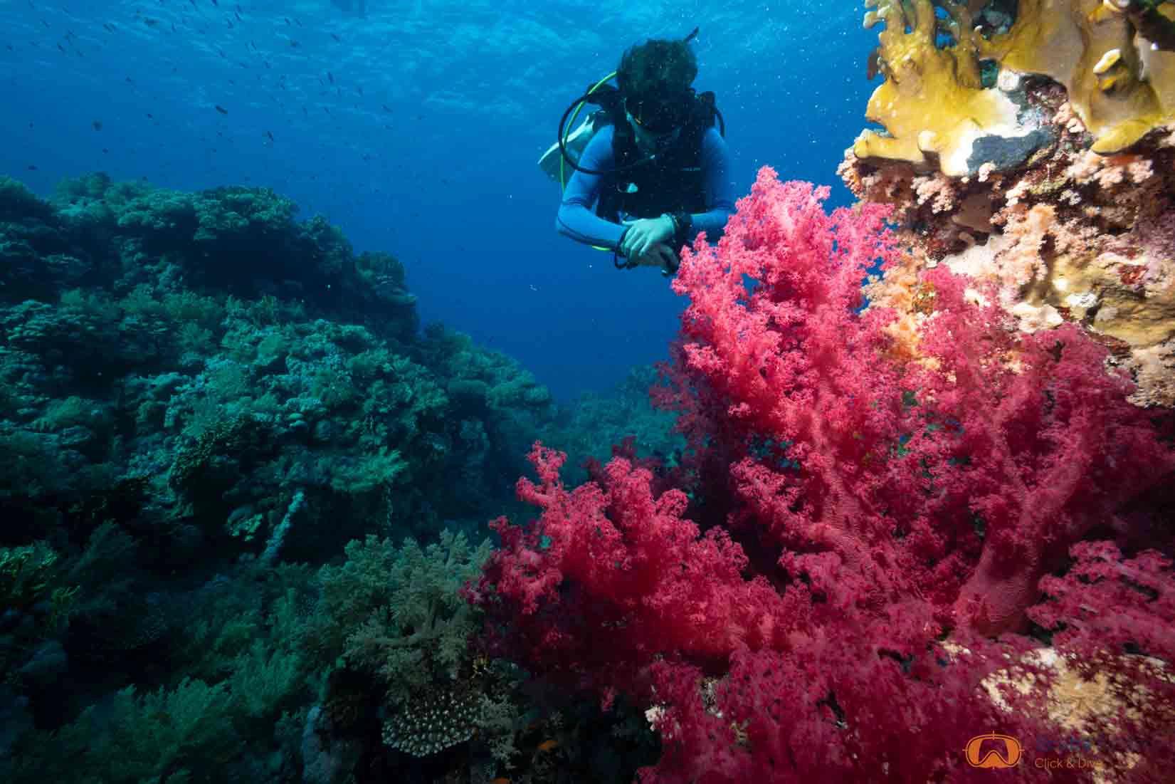night-dive-specialty-the-blue-jump-la-azohia