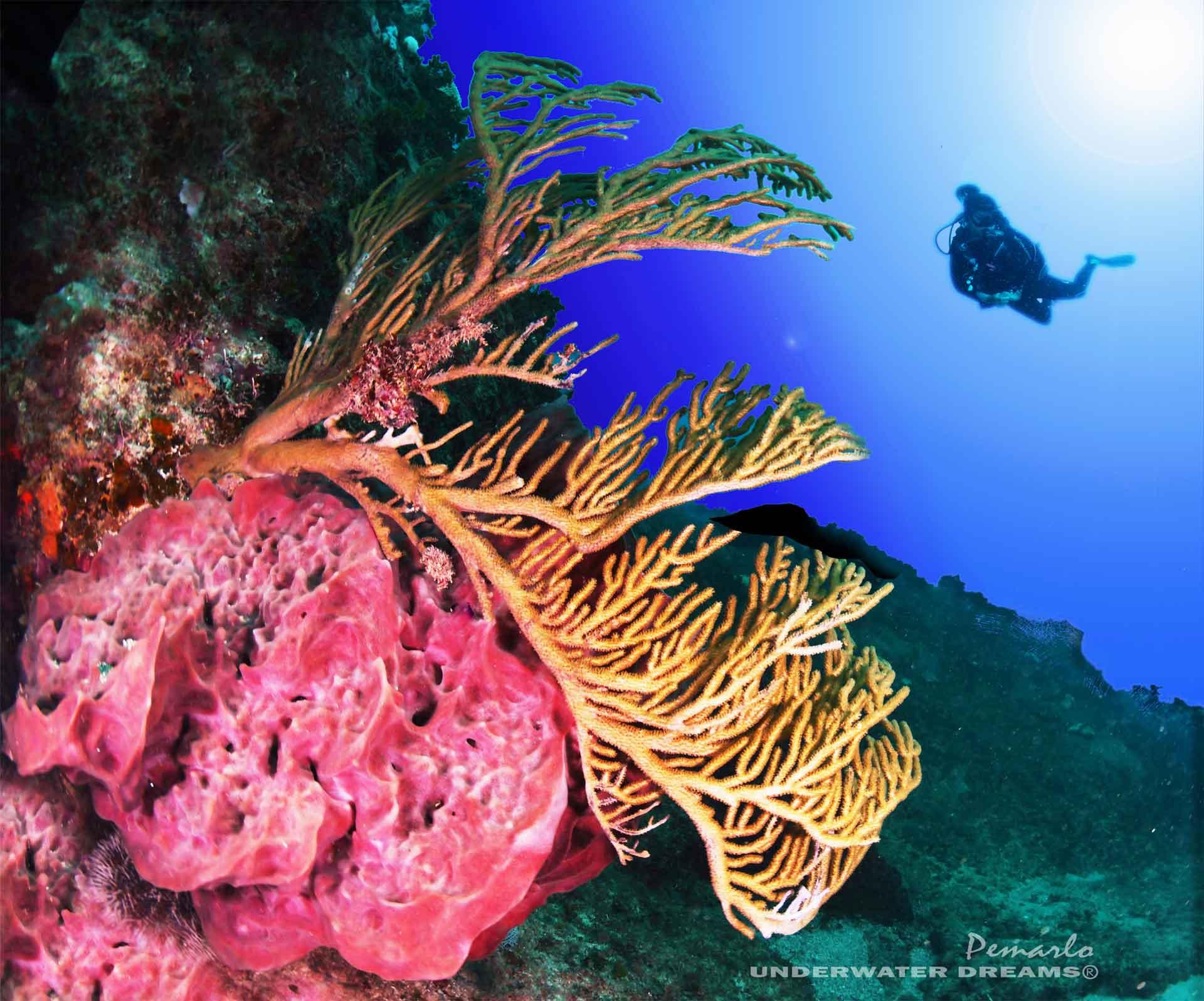 8-dives-4-days-las-terrenas-scuba-finders