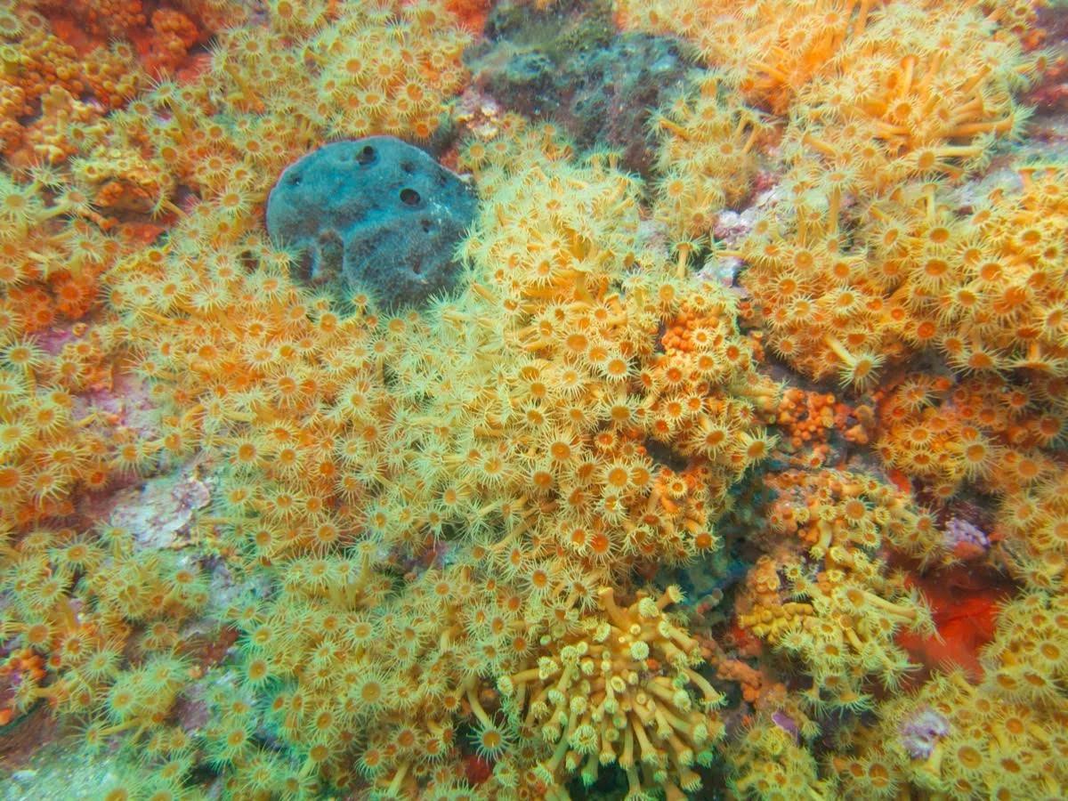 pack-6-fun-dives-at-scuba-elx-elche
