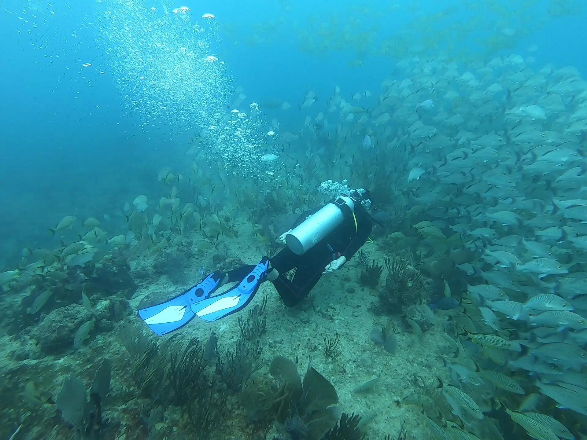 open-water-diver-course-dive-48