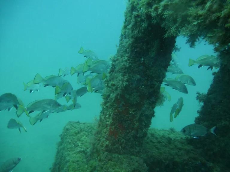 pack-12-fun-dives-at-scuba-elx-elche