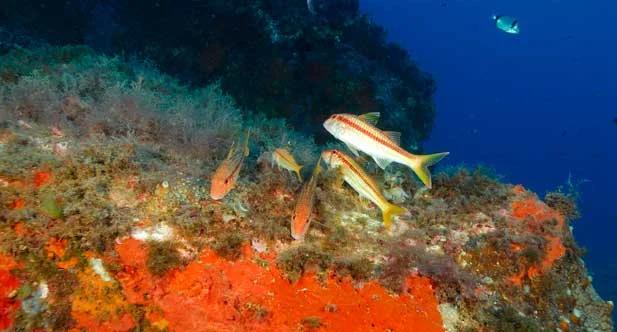 double-fun-dive-with equipment-at-the-blue-jump-la-azohia