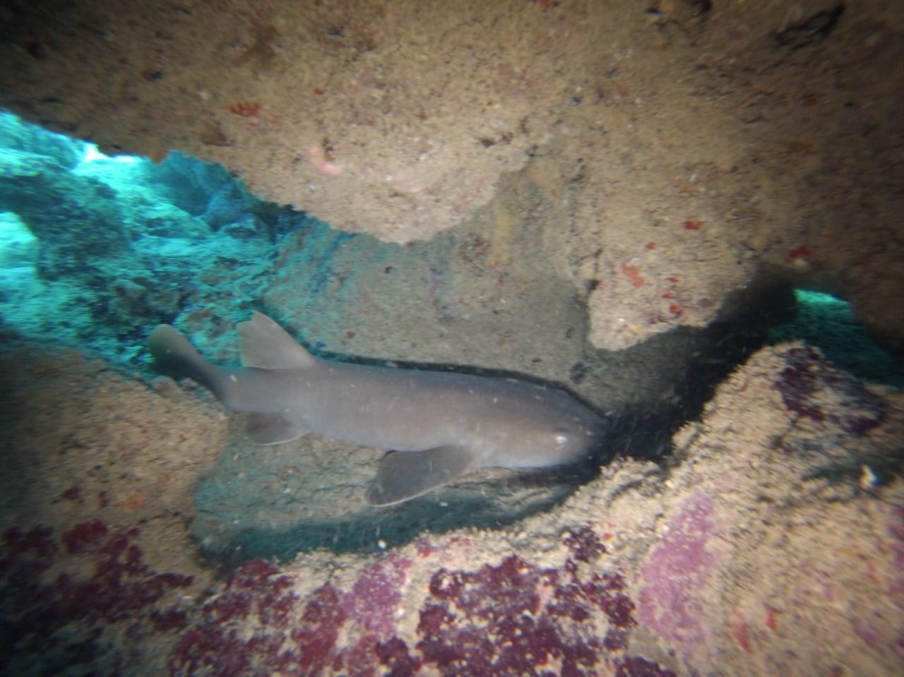 diving-las-terrenas-scuba-finders