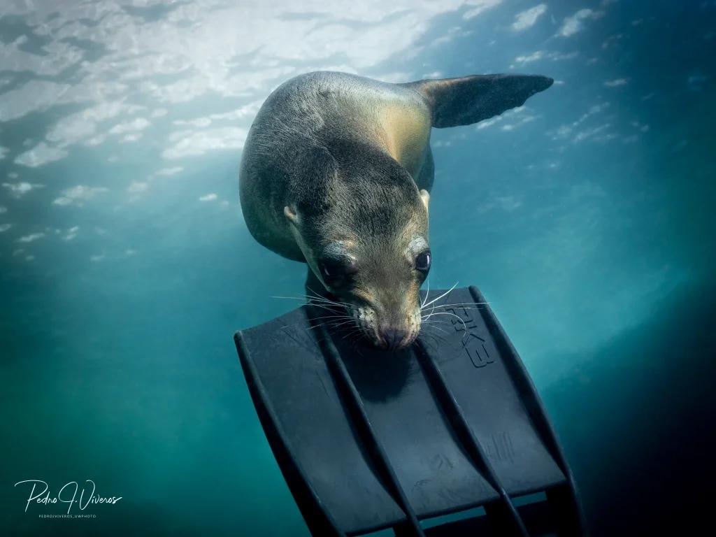 pack-14-nights-10-days-buceo-carey-mexico