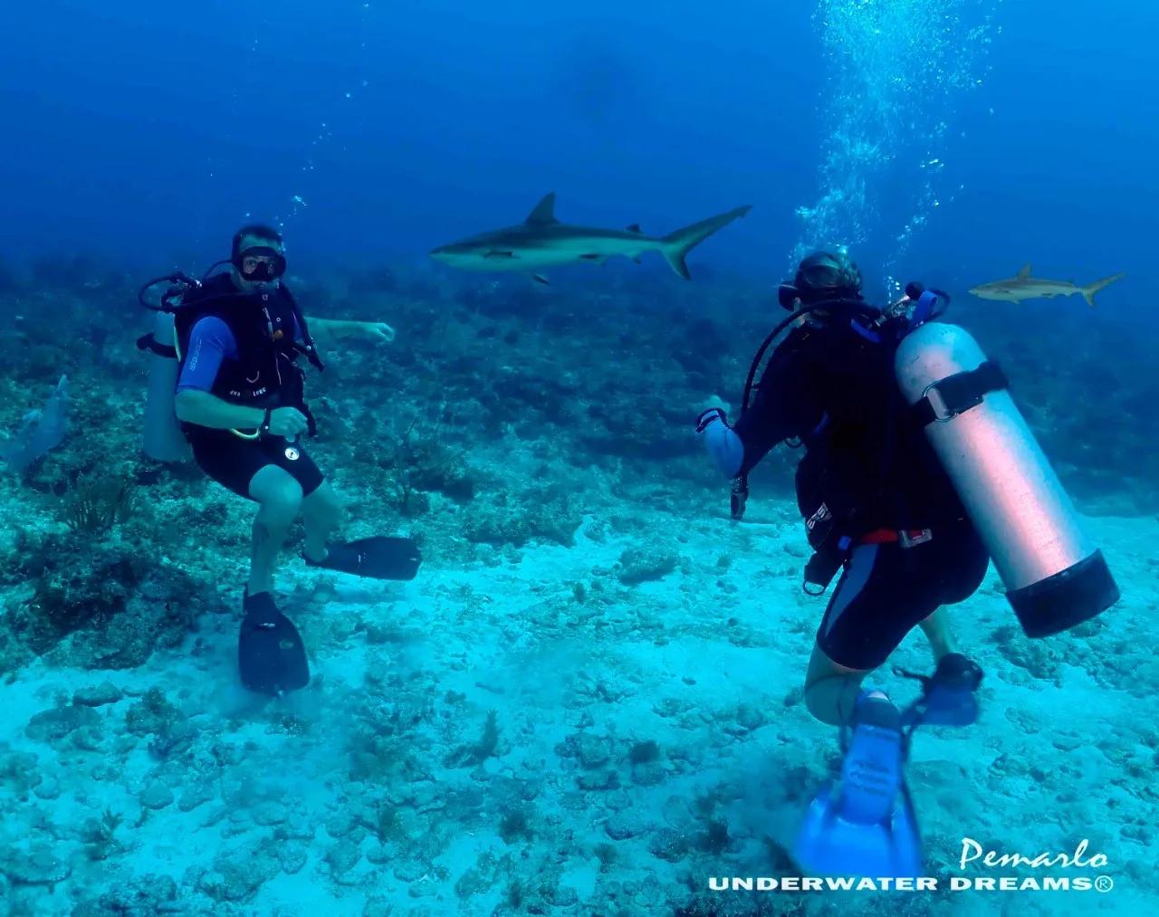 dive-deep-shark-wreck-scuba-finders