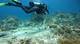 Open Water Diver Course