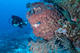 Dive in Cenote from Sandos Caracol