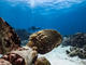 Double Fun Dive from shore at Epsilon Curazao