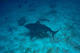 Double Dive with Bull Shark