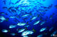 Divemaster Course in Sao Nicolau