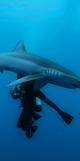 Shark Diving