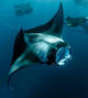Manta Madness