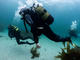 Double Dive