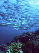 Fun Dive from the Boat in Sao Nicolau