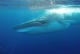 Whale Watching with Buceo El Bajón (Minimum 6 people)