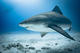Bull Shark double dive