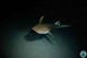 Night Dive in Mangamar 