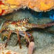 Fun Dive at Calamar Gigante
