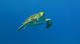 Fun Dive at Deep Fin Tenerife