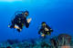 Diving in Playa Del Carmen Reef