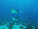 Fun dive in Sahl Hasheesh