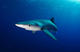 Fun Dive with Blue Shark at Haliotis Faial Equipment included