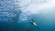 Snorkeling with Sailfish