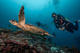 Try Dive from beach