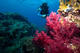 Basic Diver Course SSI
