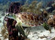 Double Fun Dive Peñon / Magroves & Palmilla equipment included